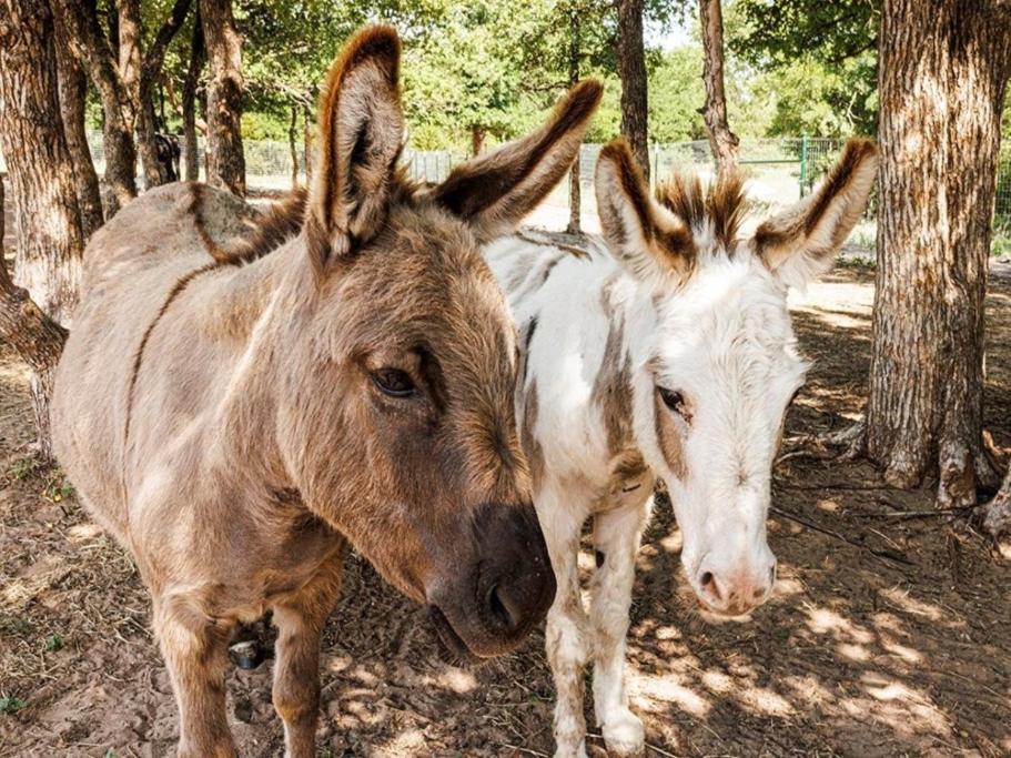 Stay On A 350-Acre Cattle Ranch! Brazos River! Tubing! Petting Zoo! Weatherford Bagian luar foto