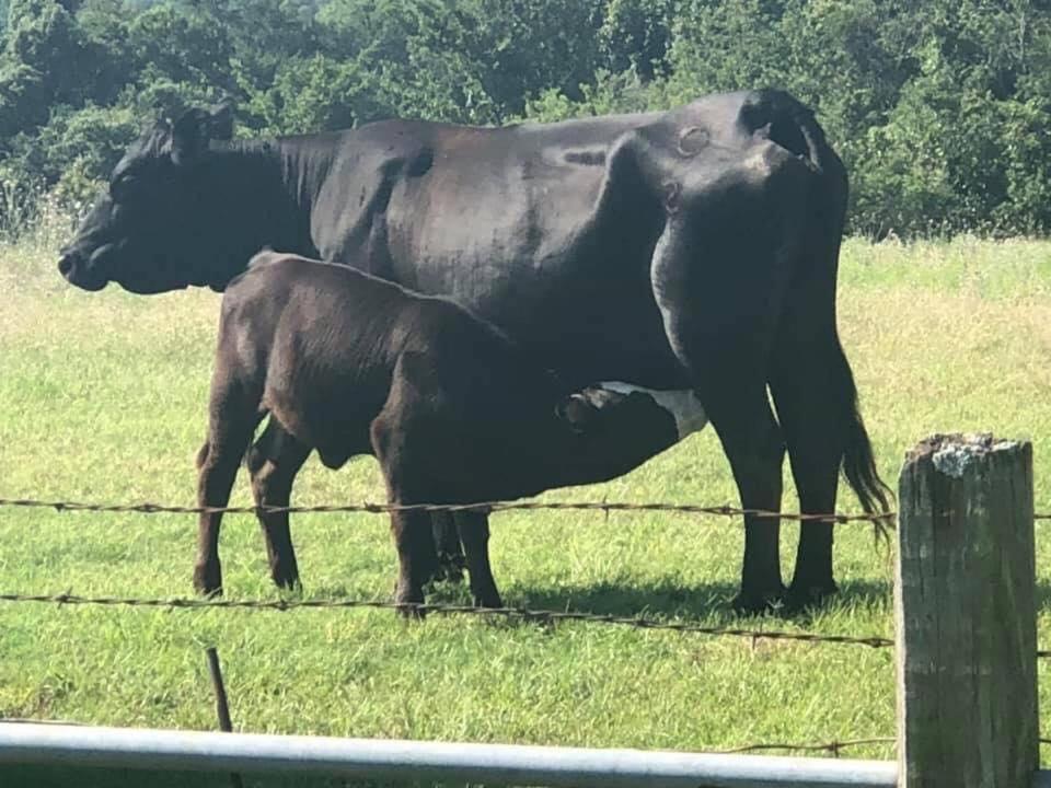Stay On A 350-Acre Cattle Ranch! Brazos River! Tubing! Petting Zoo! Weatherford Bagian luar foto